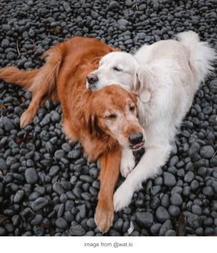 Dogs from Wat.ki resting on each other