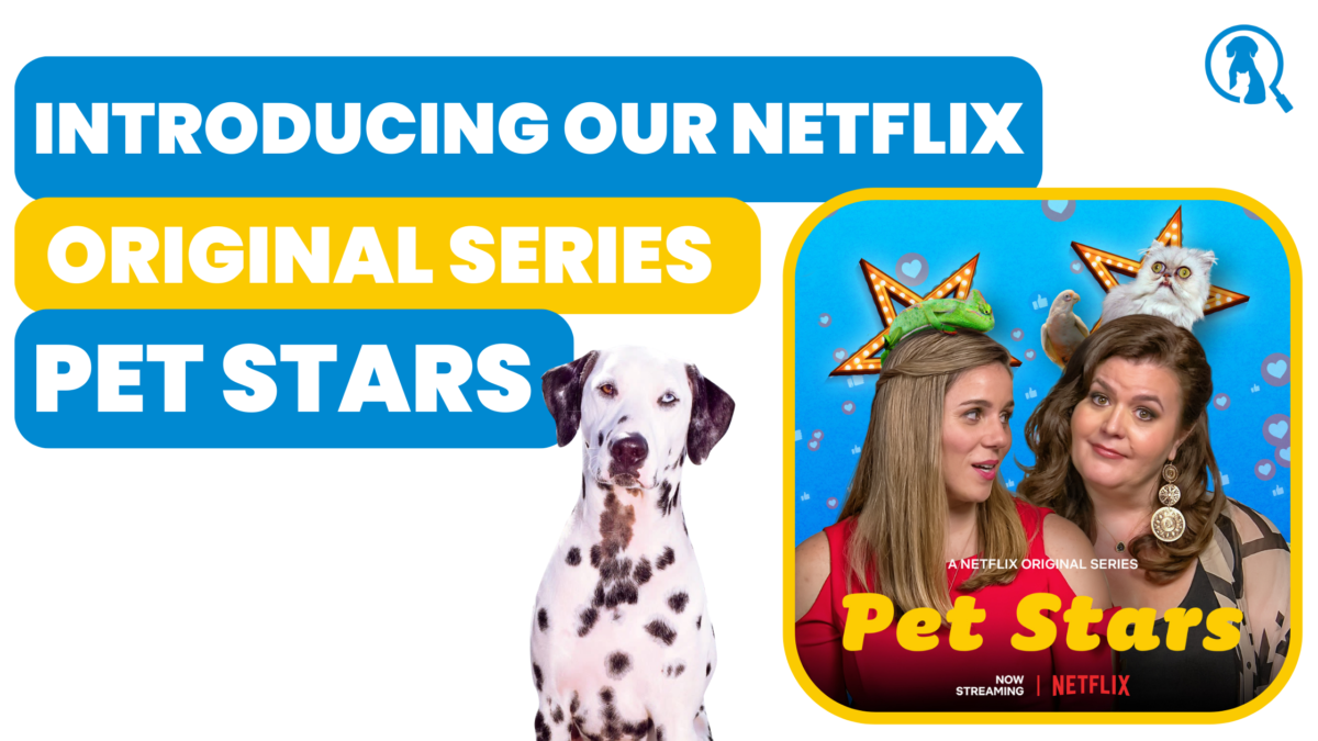 Introducing Our Netflix Original Series, Pet Stars