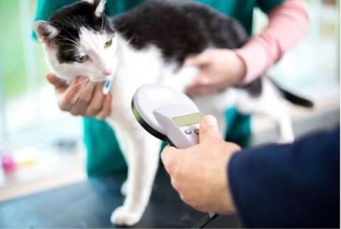 A cat gets scanned by a microchip detector