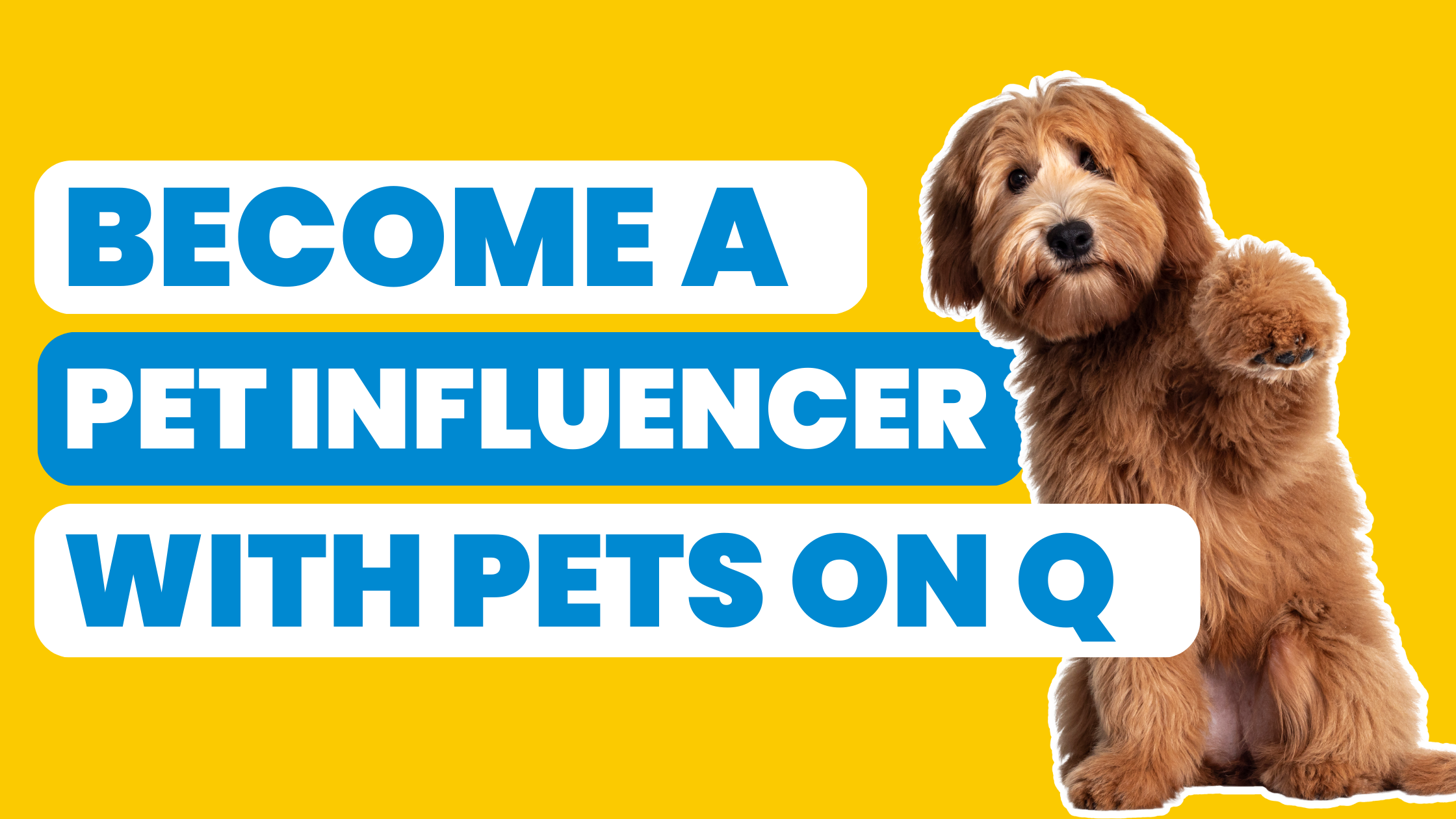 A Pet Influencer With Pets on Q Pets on Q