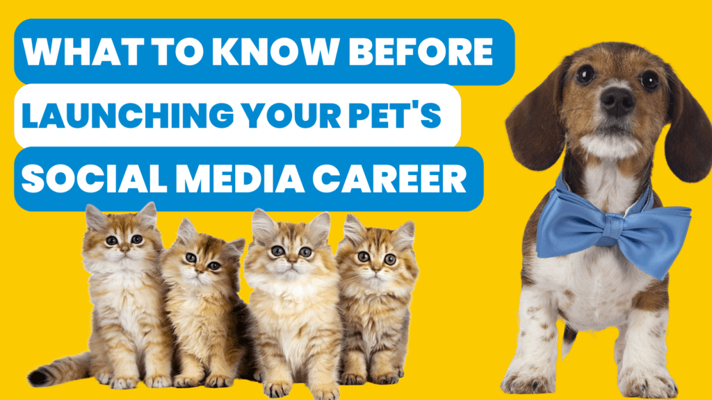 Pet Influencer 101: Launching Your Pet's Social Media Career