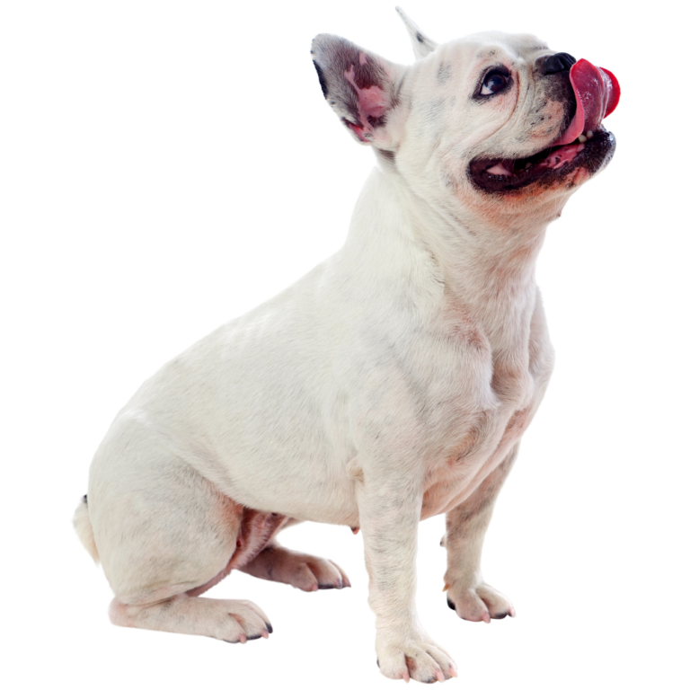 Pet Influencer Agency, Animal Talent Agency, Dog Casting