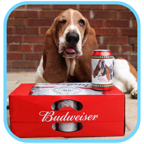 Dean The Basset For Budweiser