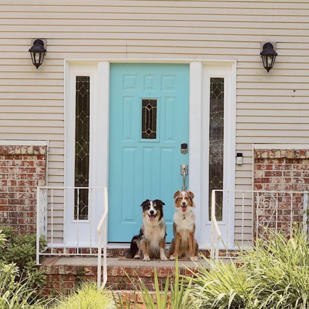 New Pet Influencers in Pets On Q's Network