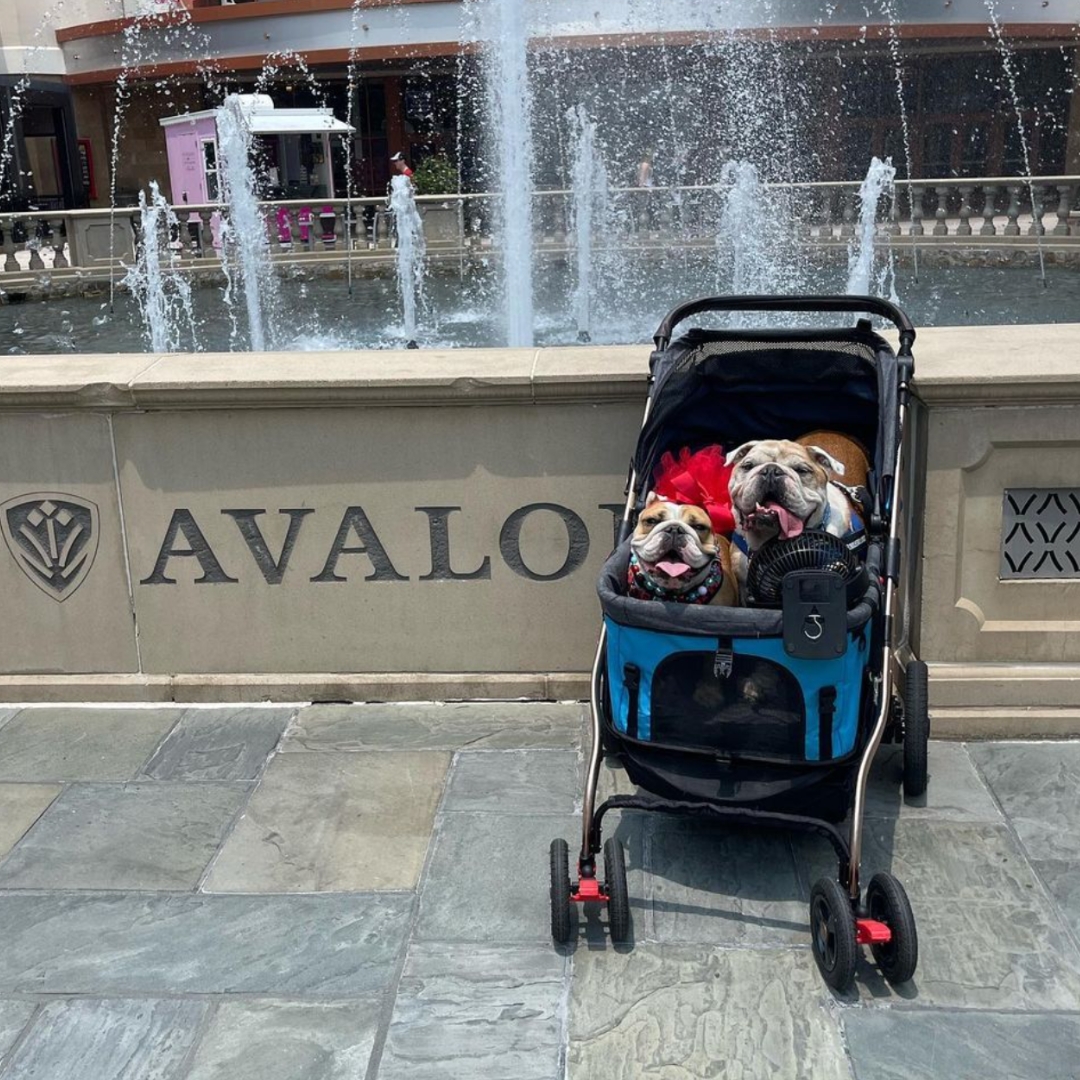 New Pet Influencers in Pets On Q's Network