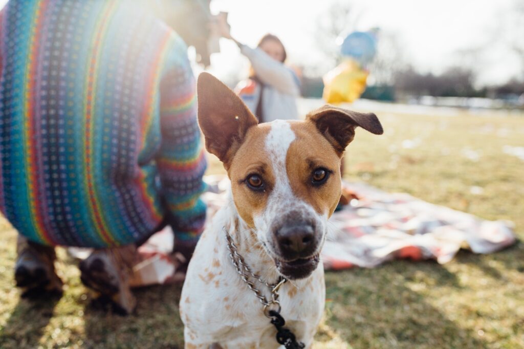 Excited, Curious, and Adorable Rescue Dog at a Picnic