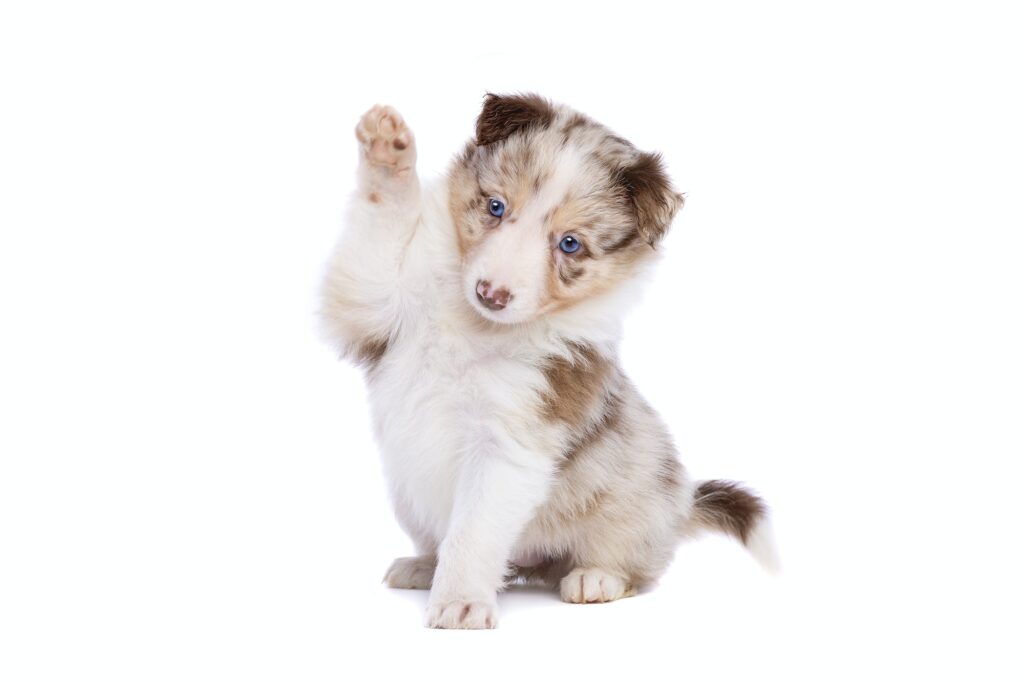 pet